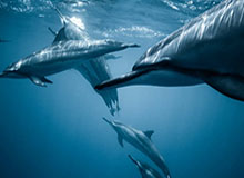 乐鱼体育：用专业态度点亮你的体育热情，带来全方位的在线体验